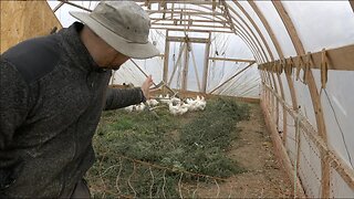 How To Winterize Chickens in a Greenhouse | All You Need To Know