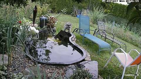 Adorably Destructive Raccoons Play In Backyard Pond