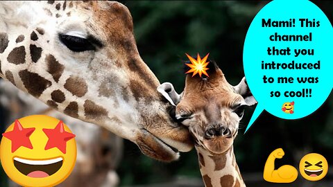 Very extraordinary video of giraffes with their children