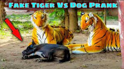 🤣Fake tiger dog prank to dog very funny