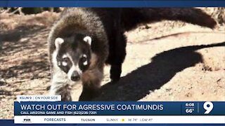 AZGFD: Aggressive coatimundi spotted near Sabino Canyon Recreation Area