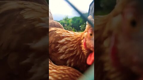 The Sound Of Chickens