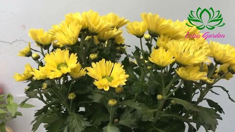How to grow yellow chrysanthemum from cuttings