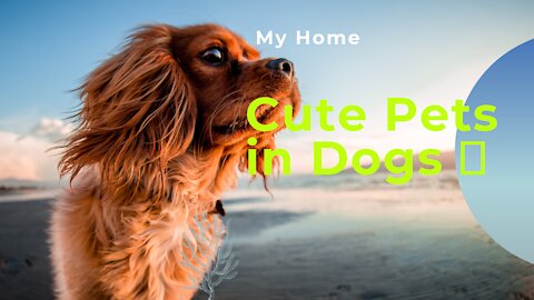 Cute Pets in Dogs