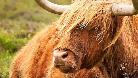 Highland Cows Have the Most Beautiful Hair