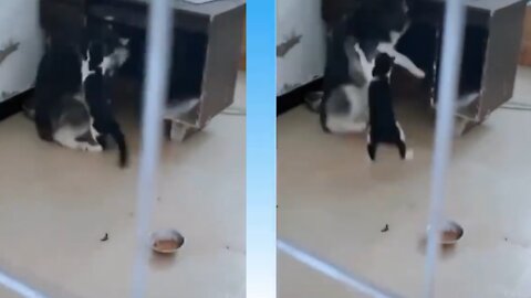 Cat Shows in a fun way, how cats play