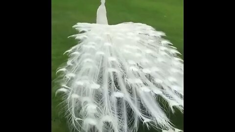 💓💗#gorgeous white #peacock 💞💝#beautyofnature 💗💞💝