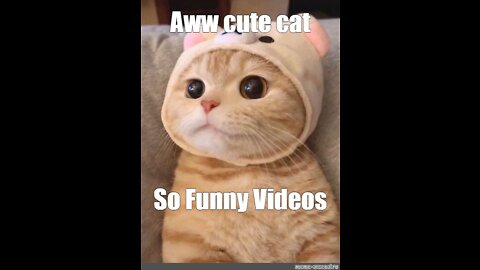 Aww cute cat videos funny❤️ Cat Cash Compilation chines💚 Tiktok Cat Meow