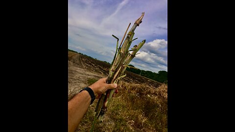 1st sugar cane harvest for Windy Solar Capitals food security coalition in FL Everglades