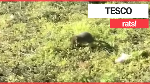 Horrifying footage shows rats rummaging in Tesco trolleys