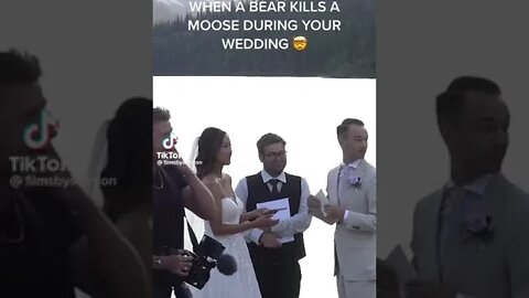 Bear kills moose during a wedding
