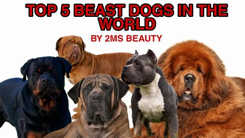 Top 5 Dog Best Guard Breeds to protect your House in the World