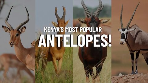 The Most Popular Antelope Species in Kenya!