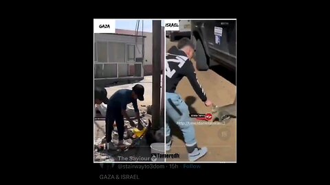 Palestinian in Gaza vs Israeli treatment of cats.
