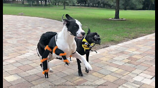 Great Dane Have Fun Playing In Spider And Bumble Bee Halloween Costumes