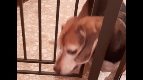 Beagle vs. Baby Gate