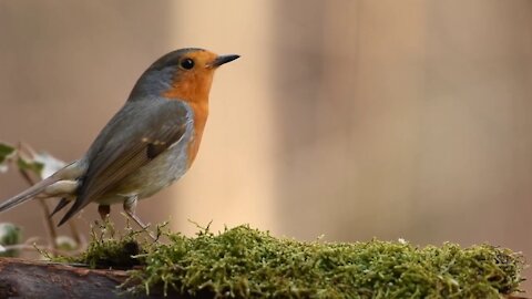 Bird sound in morning mind fresh music.