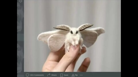 @OneyPlays OneyPlays Moth ASMR #shorts