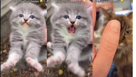 Watch these cute cats||rumble, #rumble