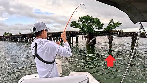 Fish on Every Piling! | Mangrove Snapper CCC