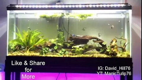 Relaxing Fish Tank - LIVE