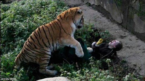 The tiger faces a very strong human