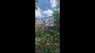 Backyard DIY Greenhouse! This Greenhouse Is Amazing!