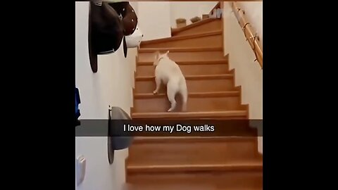 Dog is jumping in Funny way