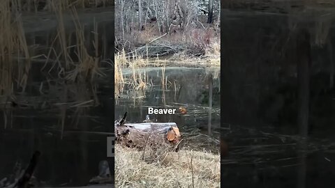 #beaver #homesteading #countryliving #montana #wildnesslife #wildernessliving #offgrid