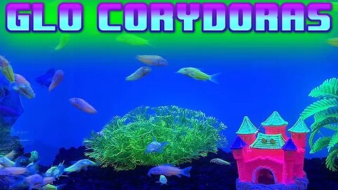 GLO CORYDORAS COMING TO A FISH STORE NEAR YOU