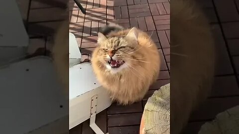 Angry Cat #catangry #funnyvideo