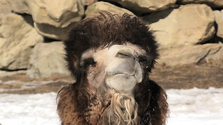 Calgary Zoo's Camel Ollie Gets TLC from a Magpie