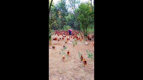 Amazing chicken Firm you have ever seen ~ Awesome ❤️