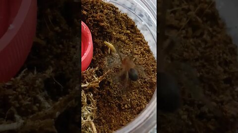 cowardly baby tarantula