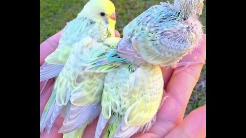 Funny Parrots and Birds 😍😍