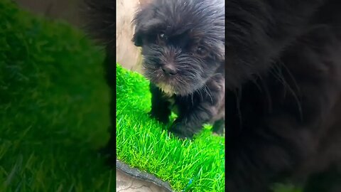 This Lhasa looks so gorgeously unreal #lhasaapso #doglover #puppy #shorts #cute