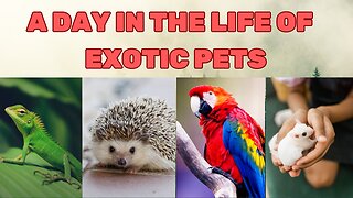 A Day in the Life of Exotic Pets Revealed! 🌿🦎🌟