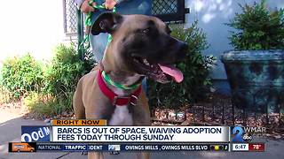 BARCS to waive adoption fees over weekend