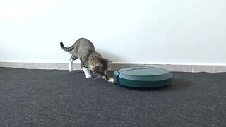 Cat Reaction to a Robot Vacuum Cleaner