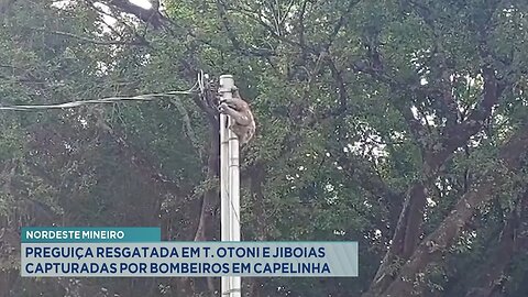 Nordeste Mineiro: Preguiça Resgatada em T. Otoni e Jiboias Capturadas por Bombeiros em Capelinha.