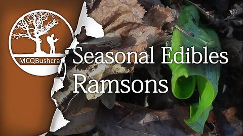 Bushcraft Foraging: Seasonal Edibles Ramsons