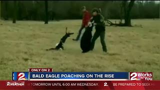Wildlife agents investigate bald eagle poaching