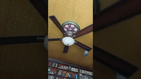 Pet Pigeon loves to make the fan move