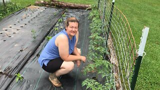 Tomatoes are Growing