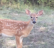 Gran wants to hug baby fawn