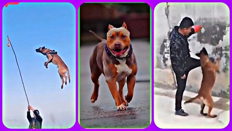 Pitbull Puppies and Dog jumping training academy