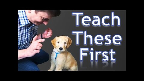 3 Basics tricks to train your Dog|| Pets training experts