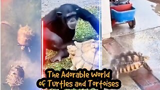 The Adorable World of Turtles and Tortoises