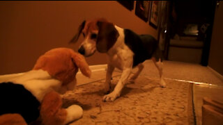 Dog Intruder vs. Emily the Beagle