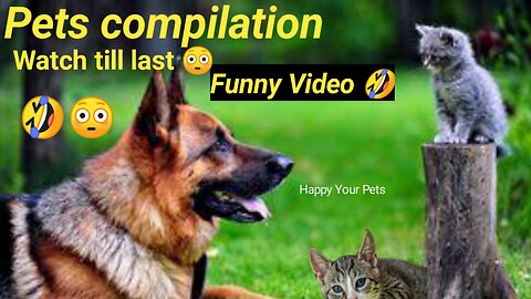 Funny cats | Funny Dogs | Funny Animal Videos | Hillarious Pets Adorable Pets | Kitten | Puppy 149